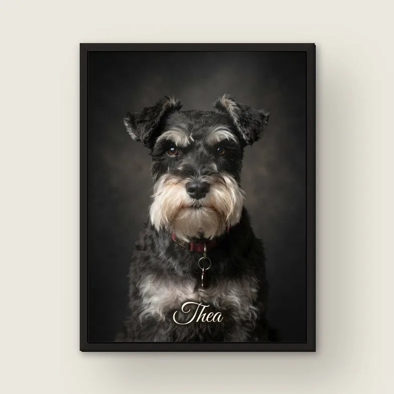 A framed portrait of Thea the schnauzer on a wall